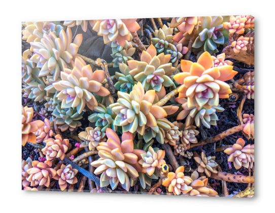 closeup green and pink succulent plant garden background Acrylic prints by Timmy333