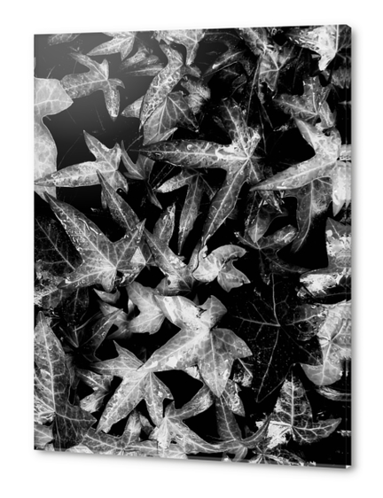 ivy leaves texture background in black and white Acrylic prints by Timmy333