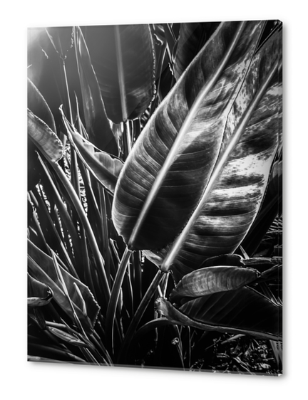 tropical leaves texture background in black and white Acrylic prints by Timmy333