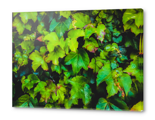 green ivy leaves texture background Acrylic prints by Timmy333