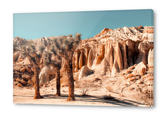 Desert and cactus at Red Rock Canyon State Park California USA Acrylic prints by Timmy333