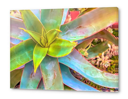 closeup green succulent leaves texture background Acrylic prints by Timmy333