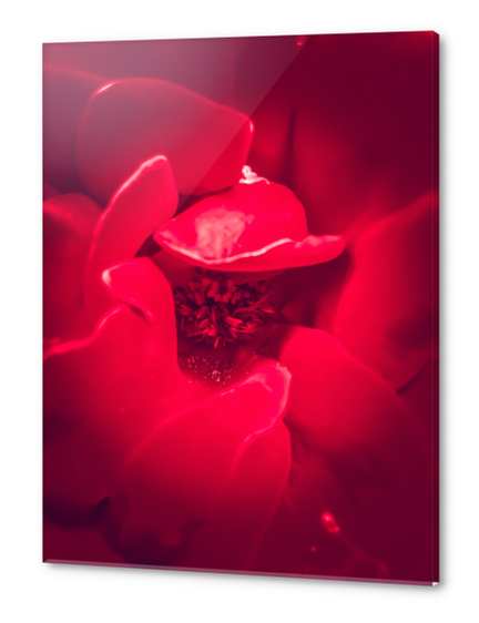 fresh red rose background Acrylic prints by Timmy333