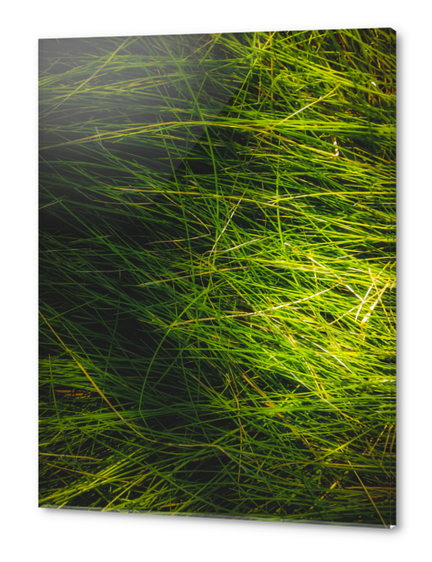 closeup green grass field texture abstract background Acrylic prints by Timmy333