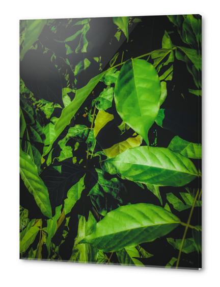 green leaves texture background Acrylic prints by Timmy333