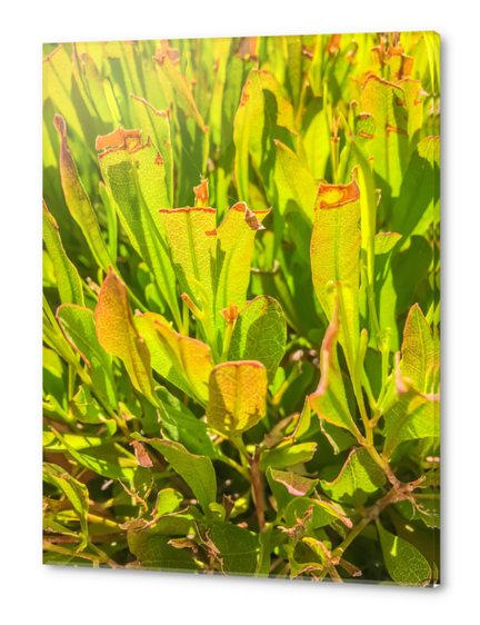 green leaves plant texture abstract background Acrylic prints by Timmy333