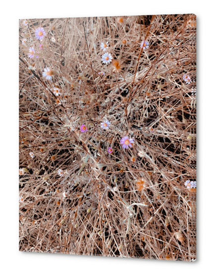 blooming pink and white flowers with brown dry grass field Acrylic prints by Timmy333