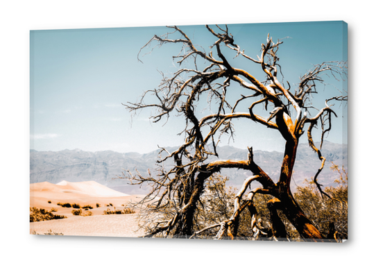 Desert landscape at Death Valley national park, California, USA Acrylic prints by Timmy333