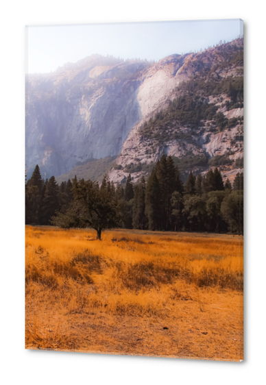 pine tree and mountain at Yosemite national park California USA Acrylic prints by Timmy333