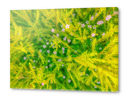 Blooming pink flowers garden with green leaves background Acrylic prints by Timmy333