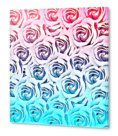 blooming rose pattern texture abstract background in pink and blue Acrylic prints by Timmy333