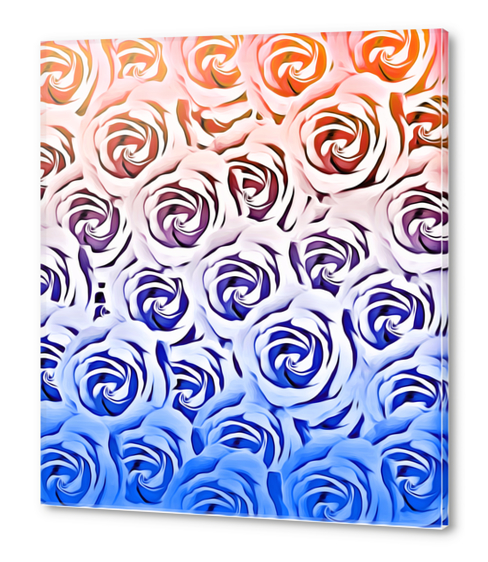 rose pattern texture abstract background in pink and blue Acrylic prints by Timmy333