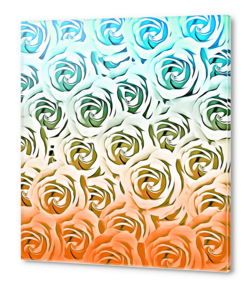 blooming rose pattern texture abstract background in blue and pink Acrylic prints by Timmy333