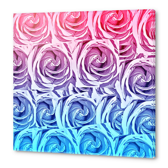 closeup pink rose and blue rose texture pattern abstract background Acrylic prints by Timmy333