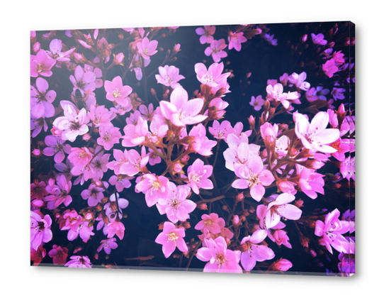 blooming pink flowers garden texture background Acrylic prints by Timmy333