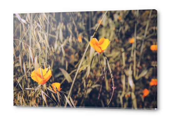 yellow poppy flowers with green leaves texture background Acrylic prints by Timmy333