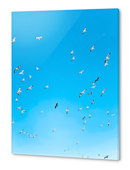 flying birds over the blue sky Acrylic prints by Timmy333