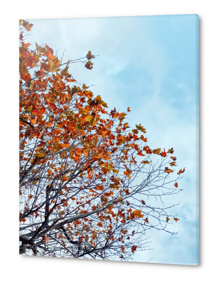 Tree branch with orange autumn leaves and blue cloudy sky Acrylic prints by Timmy333