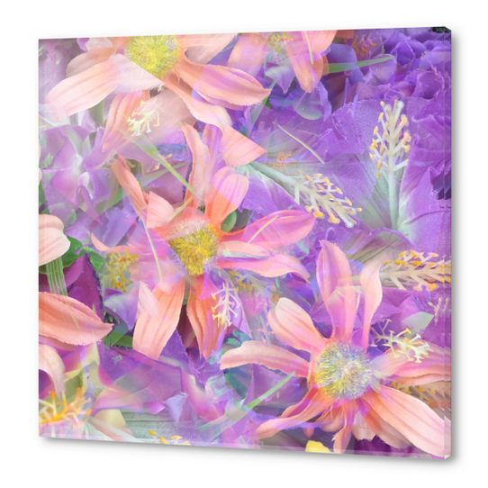 blooming pink daisy flower with purple flower background Acrylic prints by Timmy333