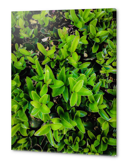 closeup green leaves garden texture abstract background Acrylic prints by Timmy333