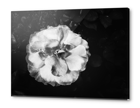 Closeup blooming rose texture background in black and white Acrylic prints by Timmy333