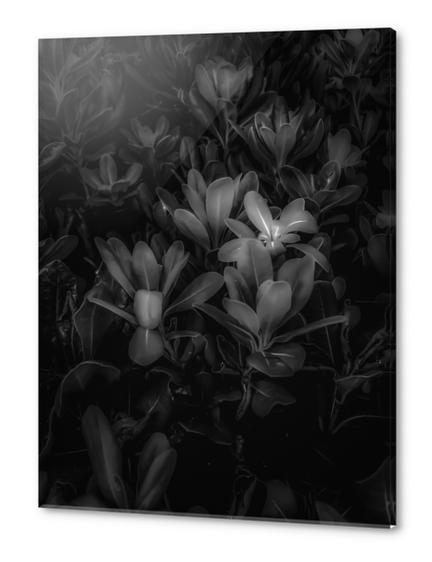 Closeup leaves texture background in black and white Acrylic prints by Timmy333