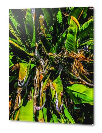 Bird of paradise plant with green leaves background Acrylic prints by Timmy333