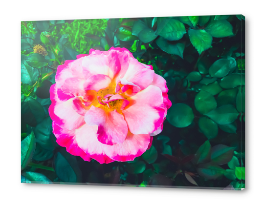 Closeup blooming pink rose with green leaves background Acrylic prints by Timmy333