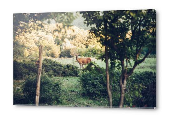 Lone Deer Acrylic prints by Salvatore Russolillo