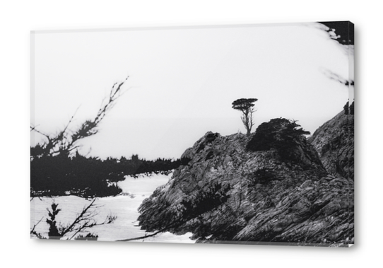 isolated tree with ocean view at Big Sur, California, USA in black and white Acrylic prints by Timmy333