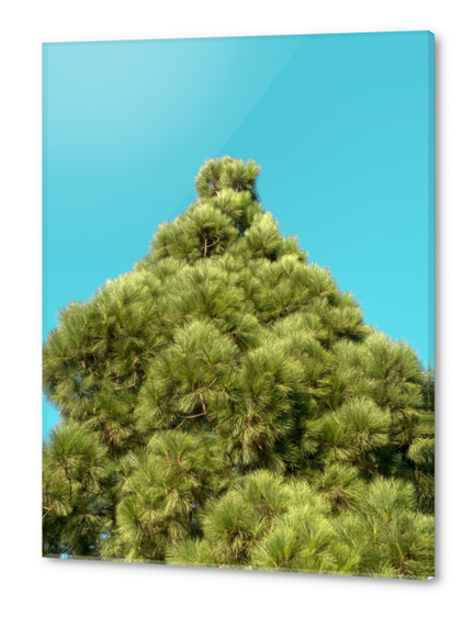 isolated green pine tree with blue sky background Acrylic prints by Timmy333