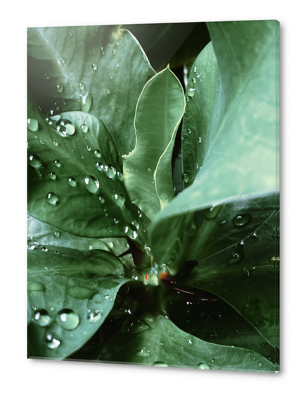 Closeup green leaves plant with drop of water Acrylic prints by Timmy333