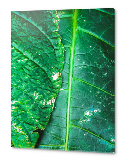 closeup green leaves texture background Acrylic prints by Timmy333