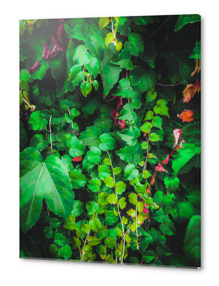 fresh green ivy leaves plant texture background Acrylic prints by Timmy333