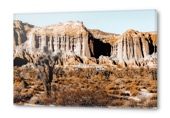 Cactus in the desert at Red Rock Canyon State Park California USA Acrylic prints by Timmy333