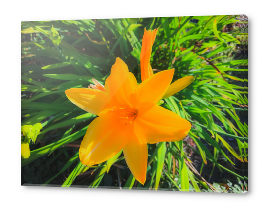 closeup yellow flower with green leaves background Acrylic prints by Timmy333