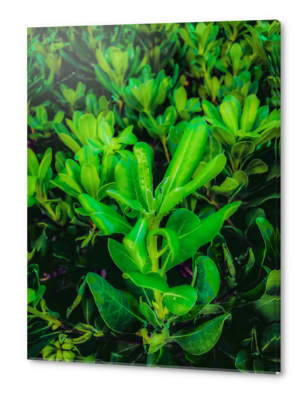 green leaves plant texture background Acrylic prints by Timmy333