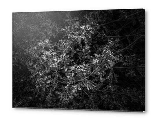 blooming flowers garden background in black and white Acrylic prints by Timmy333