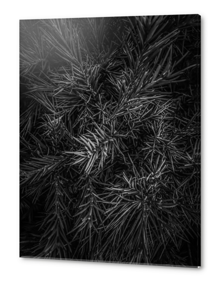 spiky plant texture abstract in black and white Acrylic prints by Timmy333