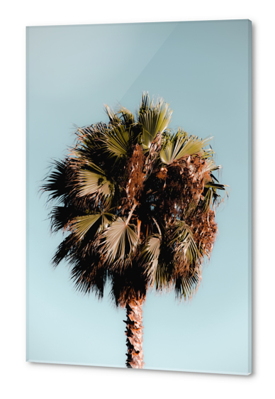 Closeup isolated palm tree with green leaves in summer with blue sky Acrylic prints by Timmy333