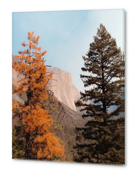 mountain with autumn tree at Yosemite national park USA Acrylic prints by Timmy333