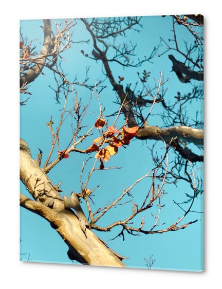 Tree branch with orange autumn leaves and blue sky Acrylic prints by Timmy333