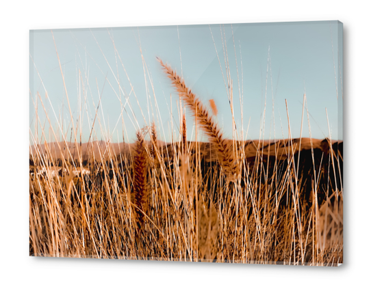 blooming grass flowers with blue sky and mountain background Acrylic prints by Timmy333