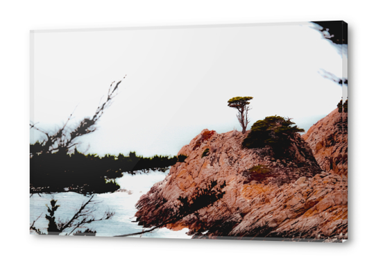 isolated tree with ocean view at Big Sur Highway1 California USA Acrylic prints by Timmy333