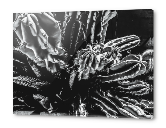 Closeup cactus texture background in black and white Acrylic prints by Timmy333