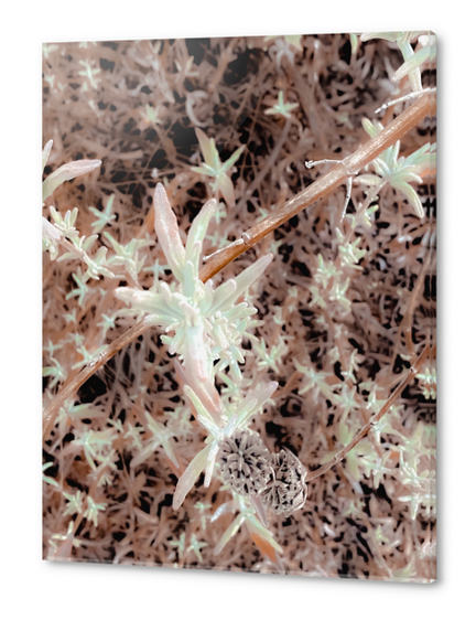 dry flowers with brown dry grass texture abstract background Acrylic prints by Timmy333