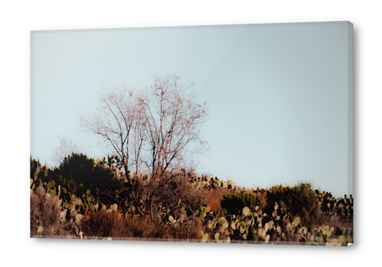 isolated tree and cactus garden with blue sky background Acrylic prints by Timmy333