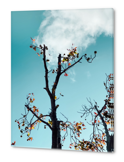 Tree branch and orange autumn leaves with blue sky background Acrylic prints by Timmy333