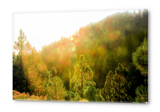 green pine tree background at Lake Tahoe, Nevada, USA Acrylic prints by Timmy333