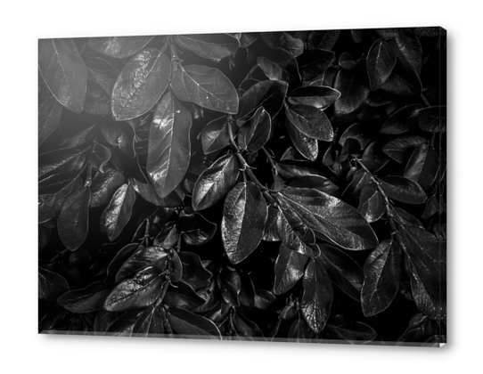 Closeup leaves garden texture in black and white Acrylic prints by Timmy333